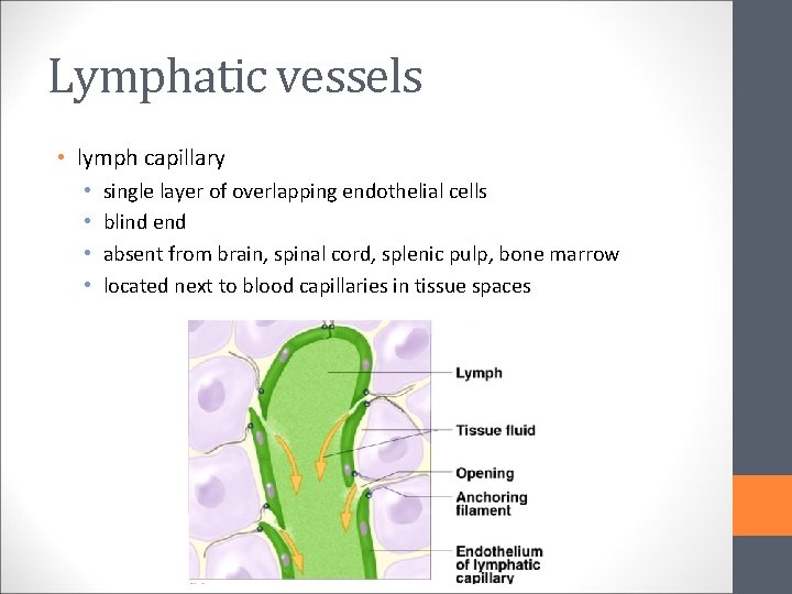 Lymphatic vessels • lymph capillary • • single layer of overlapping endothelial cells blind