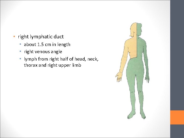  • right lymphatic duct • about 1. 5 cm in length • right