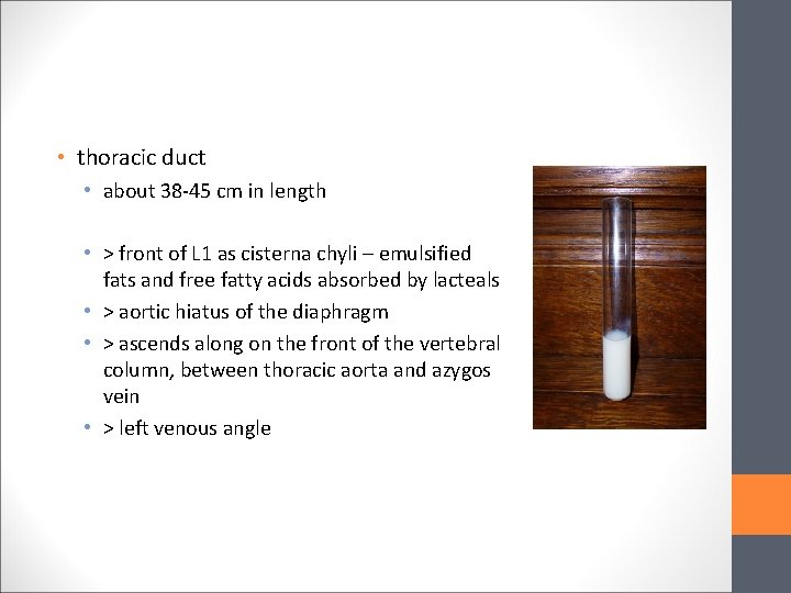  • thoracic duct • about 38 -45 cm in length • > front