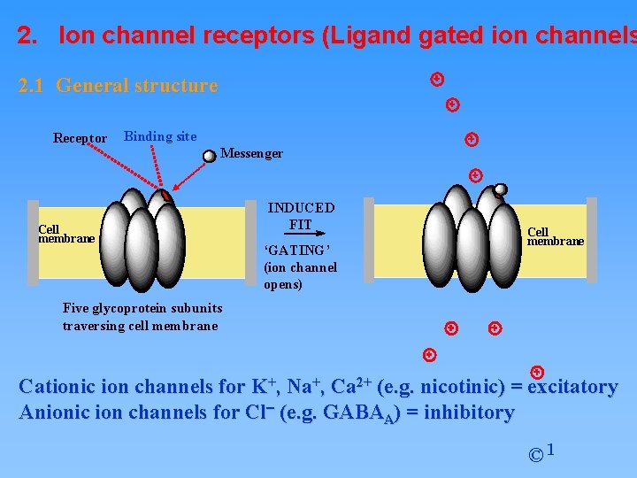2. Ion channel receptors (Ligand gated ion channels 2. 1 General structure Receptor Binding