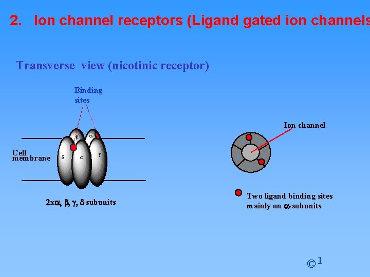 2. Ion channel receptors (Ligand gated ion channels Transverse view (nicotinic receptor) Binding sites