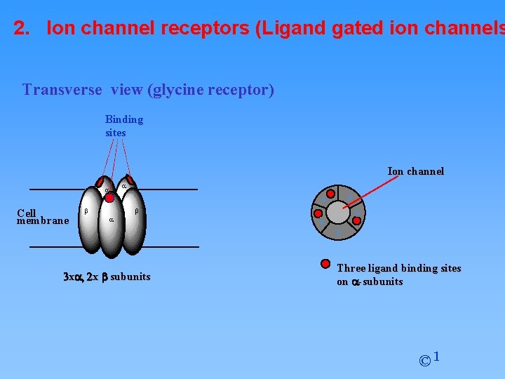 2. Ion channel receptors (Ligand gated ion channels Transverse view (glycine receptor) Binding sites