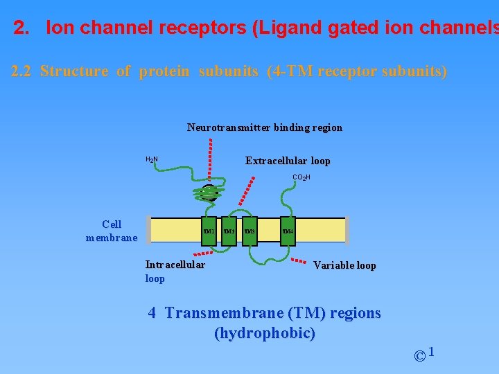 2. Ion channel receptors (Ligand gated ion channels 2. 2 Structure of protein subunits