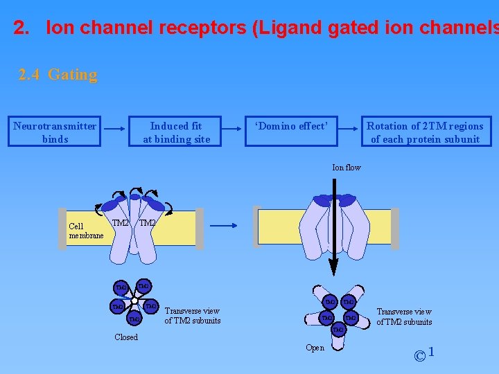 2. Ion channel receptors (Ligand gated ion channels 2. 4 Gating Neurotransmitter binds Induced