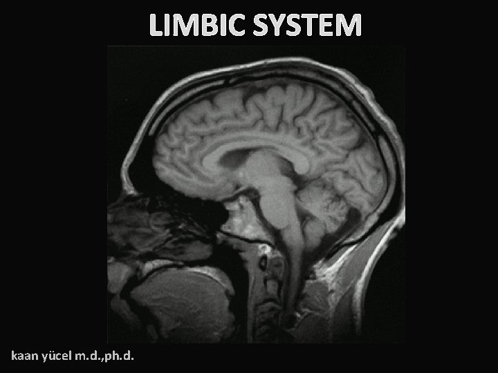 LIMBIC SYSTEM kaan yücel m. d. , ph. d. 