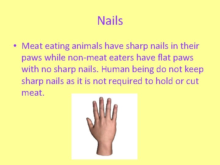Nails • Meat eating animals have sharp nails in their paws while non-meat eaters