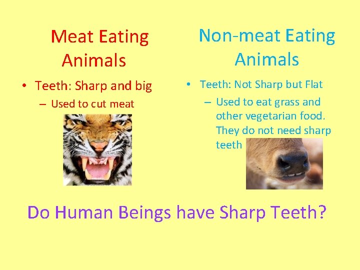 Meat Eating Animals • Teeth: Sharp and big – Used to cut meat Non-meat