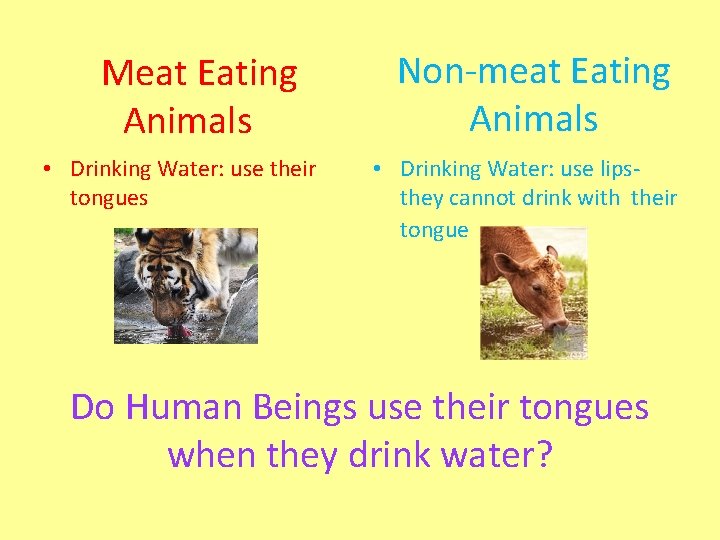 Meat Eating Animals • Drinking Water: use their tongues Non-meat Eating Animals • Drinking