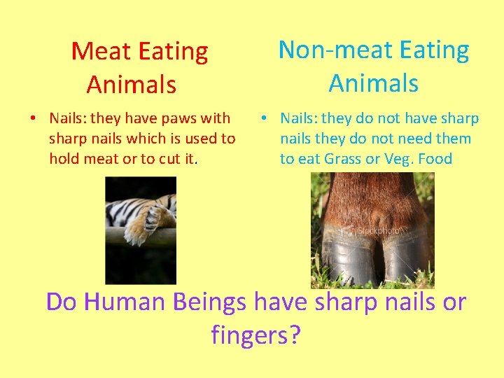 Meat Eating Animals • Nails: they have paws with sharp nails which is used