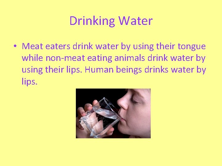 Drinking Water • Meat eaters drink water by using their tongue while non-meat eating