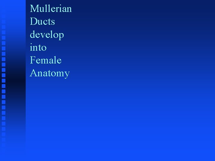 Mullerian Ducts develop into Female Anatomy 