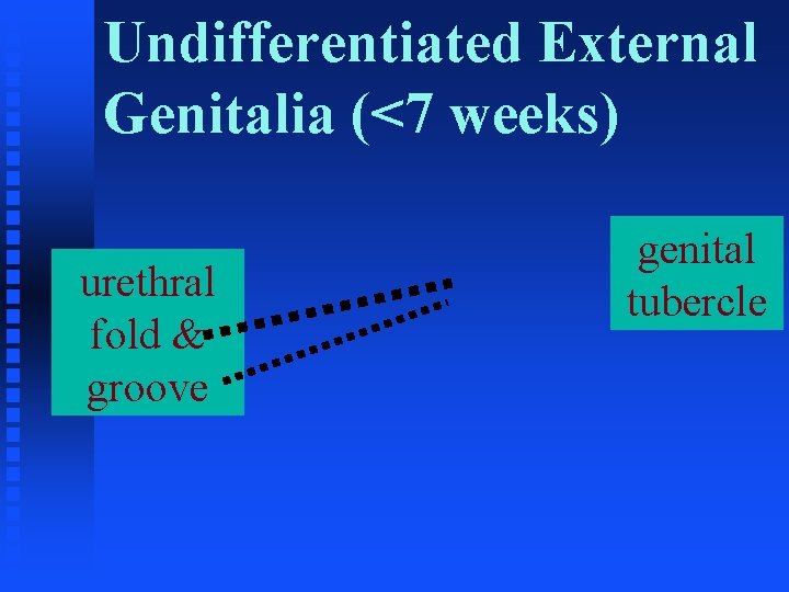 Undifferentiated External Genitalia (<7 weeks) urethral fold & groove genital tubercle 