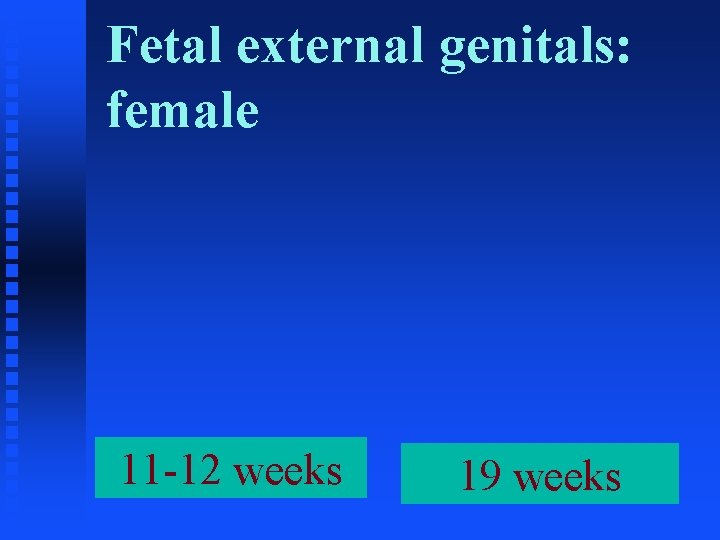Fetal external genitals: female 11 -12 weeks 19 weeks 