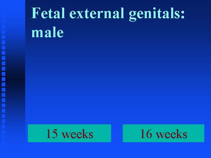 Fetal external genitals: male 15 weeks 16 weeks 
