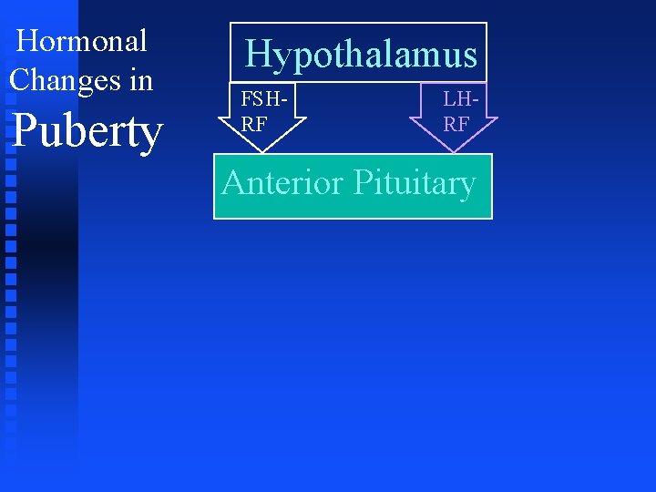 Hormonal Changes in Puberty Hypothalamus FSHRF LHRF Anterior Pituitary 