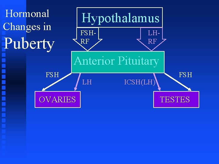 Hormonal Changes in Hypothalamus FSHRF Puberty LHRF Anterior Pituitary FSH OVARIES LH ICSH(LH) FSH