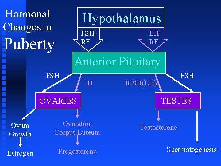 Hormonal Changes in Hypothalamus FSHRF Puberty LHRF Anterior Pituitary FSH LH OVARIES Ovum Growth