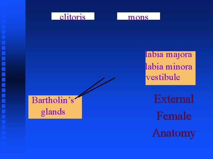 clitoris mons labia majora labia minora vestibule Bartholin’s glands External Female Anatomy 