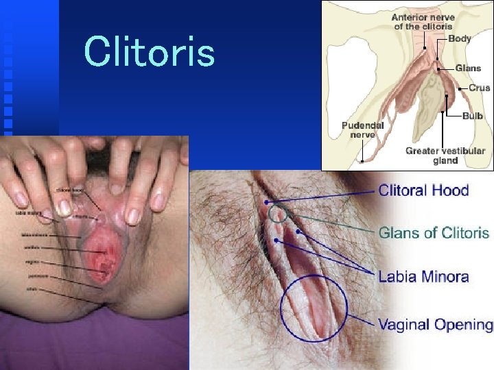 Clitoris 