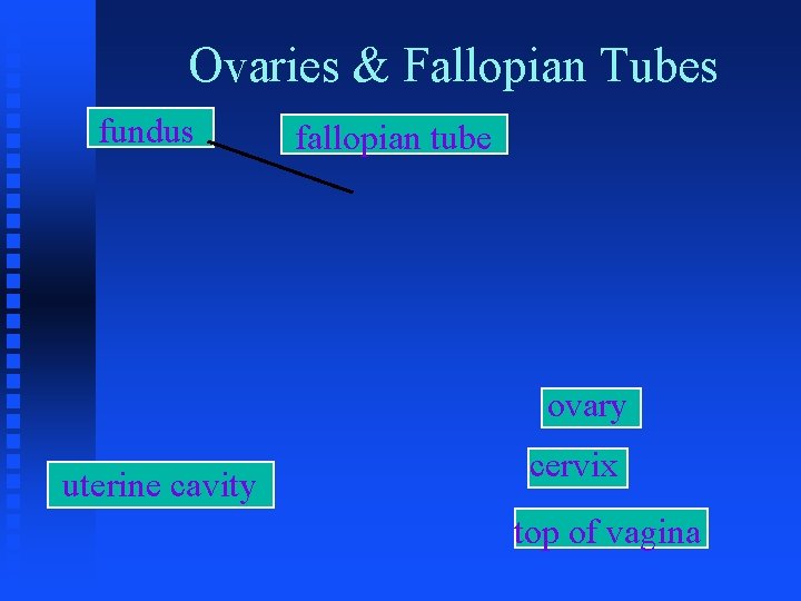 Ovaries & Fallopian Tubes fundus fallopian tube ovary uterine cavity cervix top of vagina
