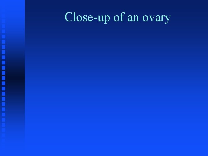 Close-up of an ovary 