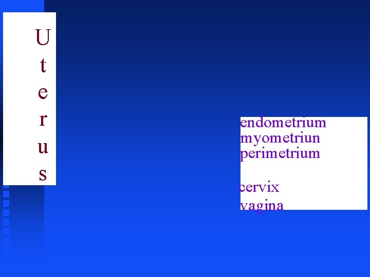 U t e r u s endometrium myometriun perimetrium cervix vagina 