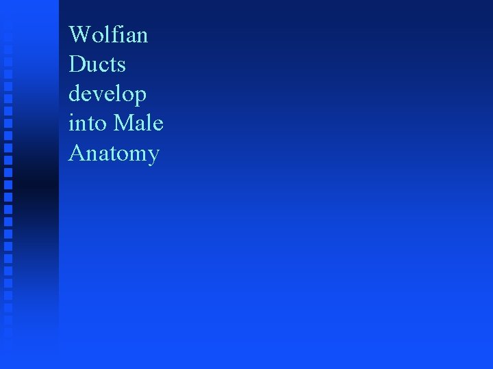 Wolfian Ducts develop into Male Anatomy 