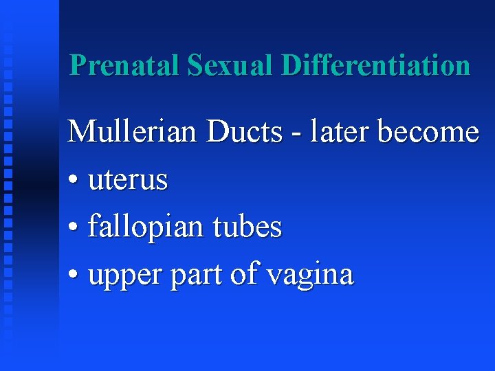 Prenatal Sexual Differentiation Mullerian Ducts - later become • uterus • fallopian tubes •