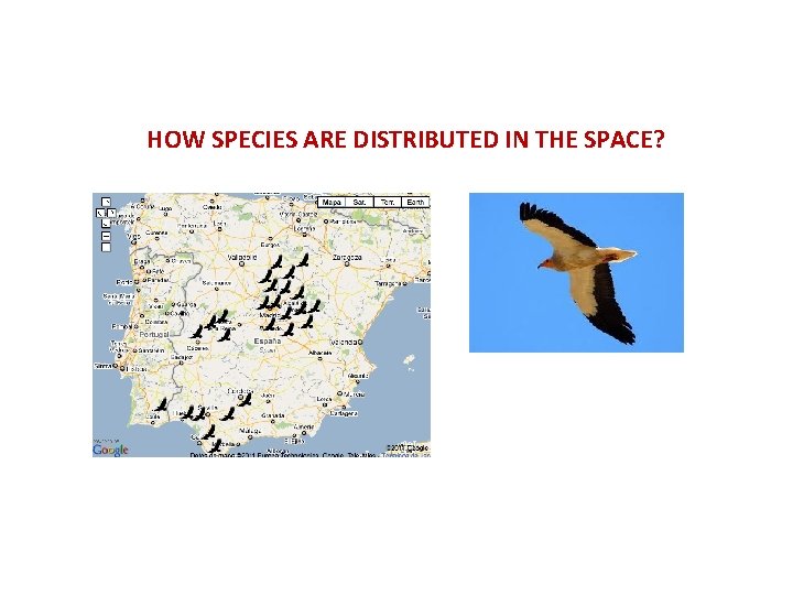 HOW SPECIES ARE DISTRIBUTED IN THE SPACE? 