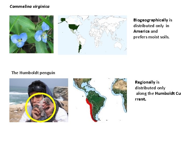 Commelina virginica Biogeographically is distributed only in America and prefers moist soils. The Humboldt