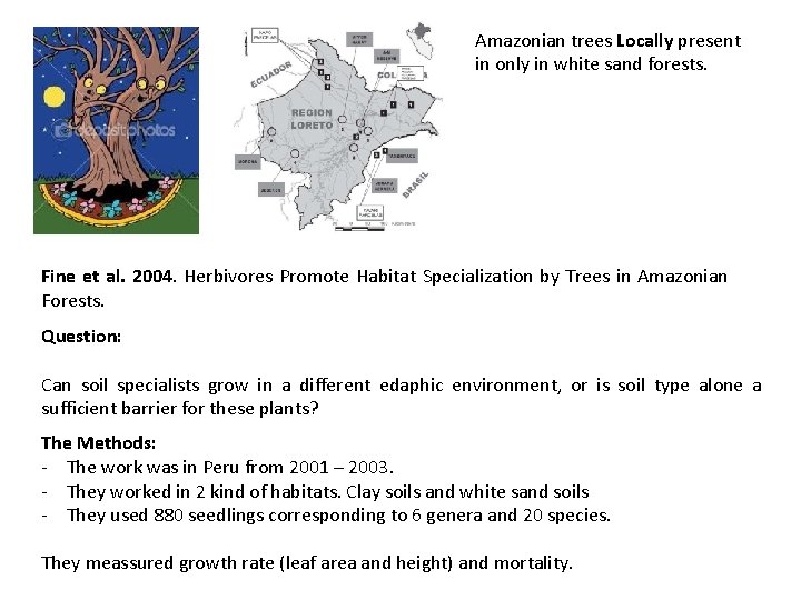 Amazonian trees Locally present in only in white sand forests. Fine et al. 2004.