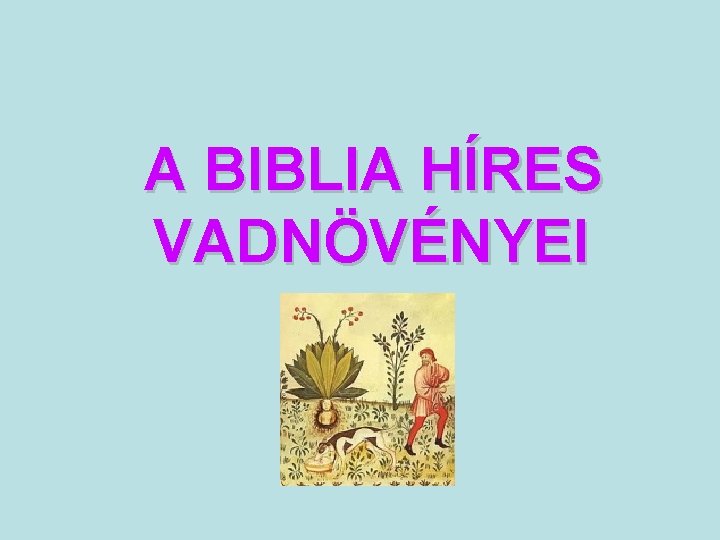  A BIBLIA HÍRES VADNÖVÉNYEI 