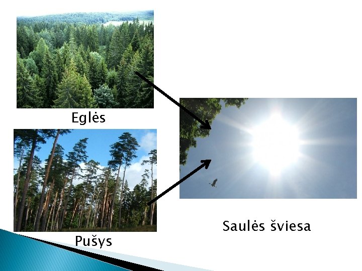 Eglės Pušys Saulės šviesa 