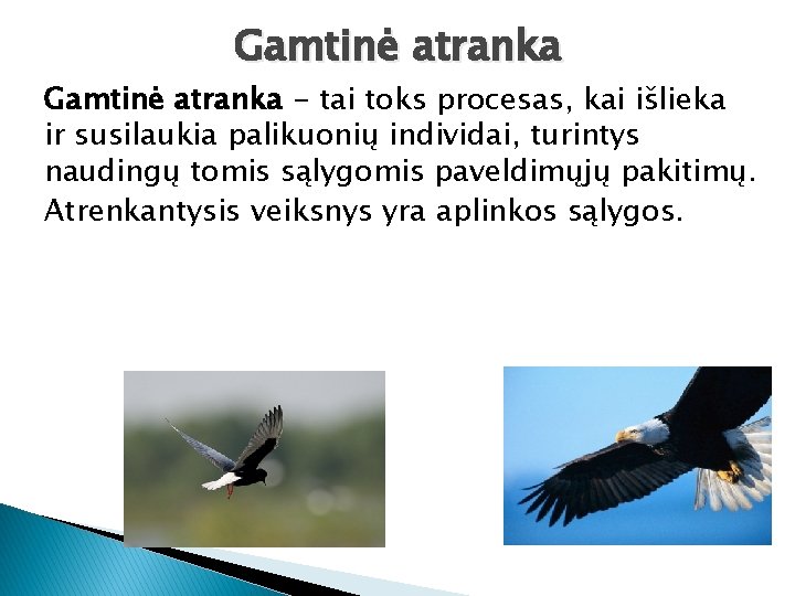 Gamtinė atranka - tai toks procesas, kai išlieka ir susilaukia palikuonių individai, turintys naudingų