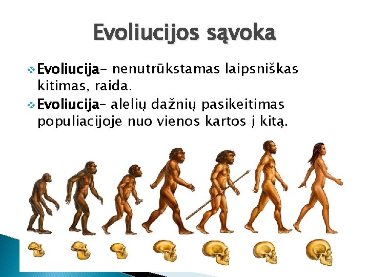 Evoliucijos sąvoka v Evoliucija- nenutrūkstamas laipsniškas kitimas, raida. v Evoliucija– alelių dažnių pasikeitimas populiacijoje