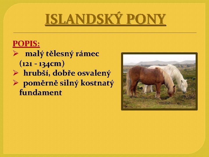 ISLANDSKÝ PONY POPIS: Ø malý tělesný rámec (121 - 134 cm) Ø hrubší, dobře