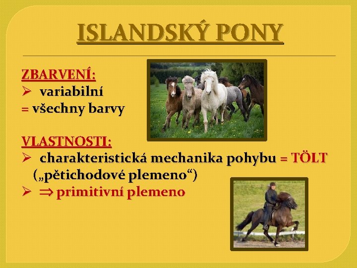 ISLANDSKÝ PONY ZBARVENÍ: Ø variabilní = všechny barvy VLASTNOSTI: Ø charakteristická mechanika pohybu =