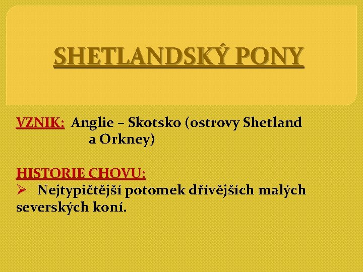 SHETLANDSKÝ PONY VZNIK: Anglie – Skotsko (ostrovy Shetland a Orkney) HISTORIE CHOVU: Ø Nejtypičtější