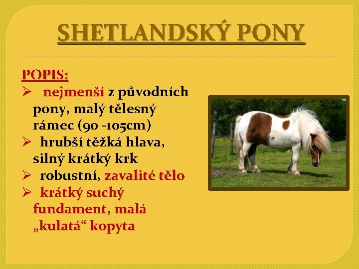 SHETLANDSKÝ PONY POPIS: Ø nejmenší z původních nejmenší pony, malý tělesný rámec (90 -105