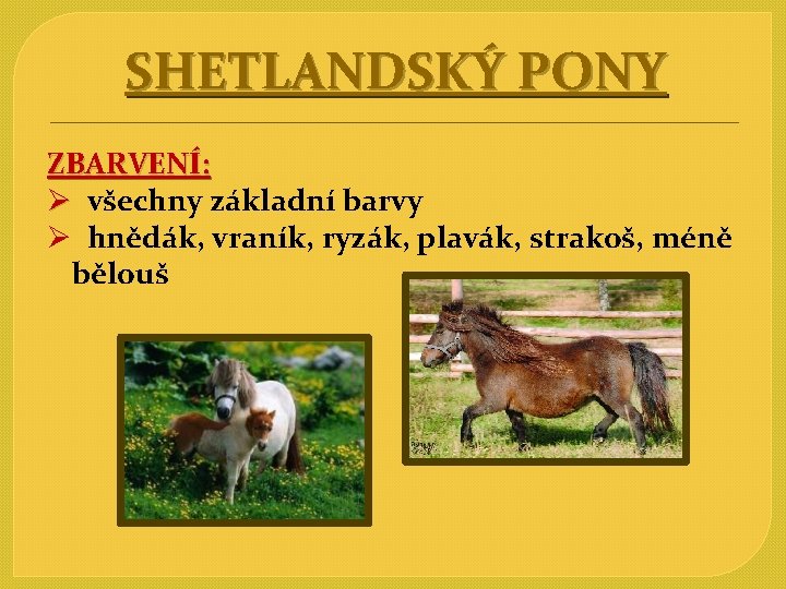 SHETLANDSKÝ PONY ZBARVENÍ: Ø všechny základní barvy Ø hnědák, vraník, ryzák, plavák, strakoš, méně