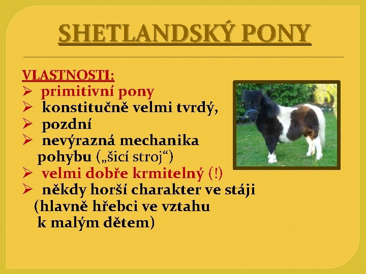 SHETLANDSKÝ PONY VLASTNOSTI: Ø primitivní pony Ø konstitučně velmi tvrdý, Ø pozdní Ø nevýrazná