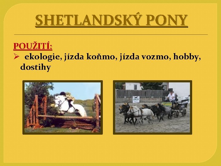 SHETLANDSKÝ PONY POUŽITÍ: Ø ekologie, jízda koňmo, jízda vozmo, hobby, dostihy 