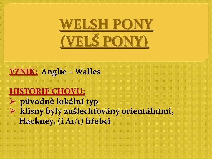  WELSH PONY (VELŠ PONY) VZNIK: Anglie – Walles HISTORIE CHOVU: Ø původně lokální