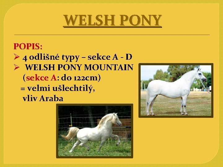 WELSH PONY POPIS: Ø 4 odlišné typy – sekce A - D Ø WELSH