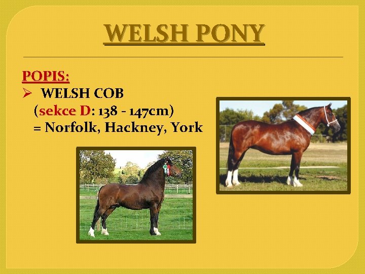 WELSH PONY POPIS: Ø WELSH COB (sekce D: 138 - 147 cm) sekce D