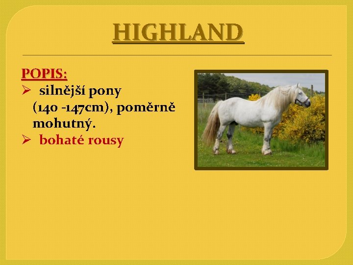 HIGHLAND POPIS: Ø silnější pony (140 -147 cm), poměrně mohutný. Ø bohaté rousy 