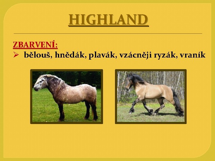 HIGHLAND ZBARVENÍ: Ø bělouš, hnědák, plavák, vzácněji ryzák, vraník 