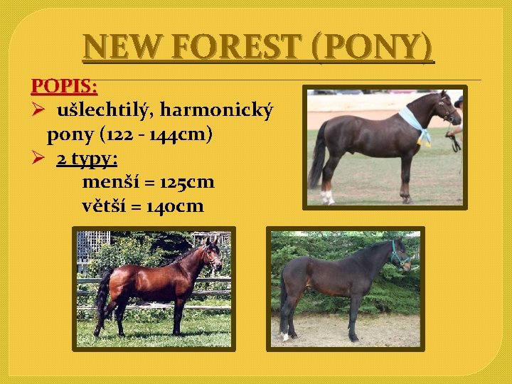 NEW FOREST (PONY) POPIS: Ø ušlechtilý, harmonický pony (122 - 144 cm) Ø 2