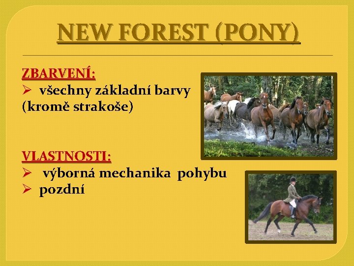 NEW FOREST (PONY) ZBARVENÍ: Ø všechny základní barvy (kromě strakoše) VLASTNOSTI: Ø výborná mechanika