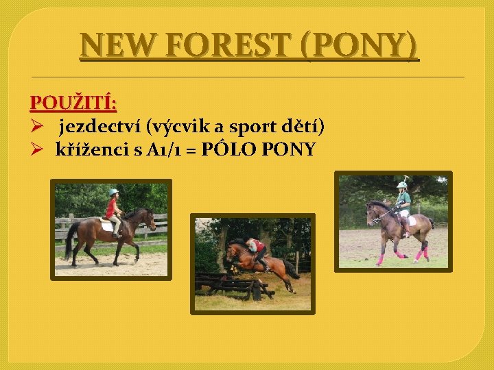NEW FOREST (PONY) POUŽITÍ: Ø jezdectví (výcvik a sport dětí) Ø kříženci s A